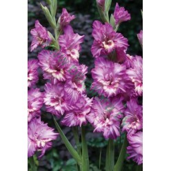 Гладиолус Tango 5шт/уп р.12-14 (луковица) 10187